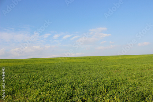 green fields with blue sky background