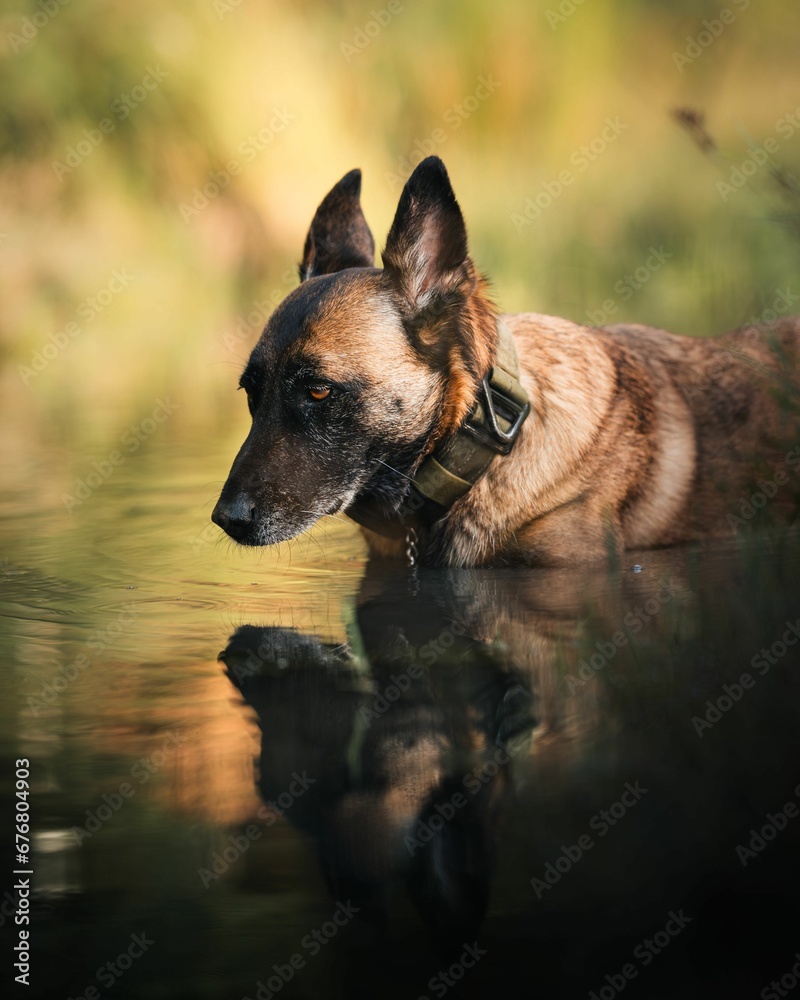 the dog is looking up while relaxing in the water on the bank the dog is looking up while relaxing in the water on the bank