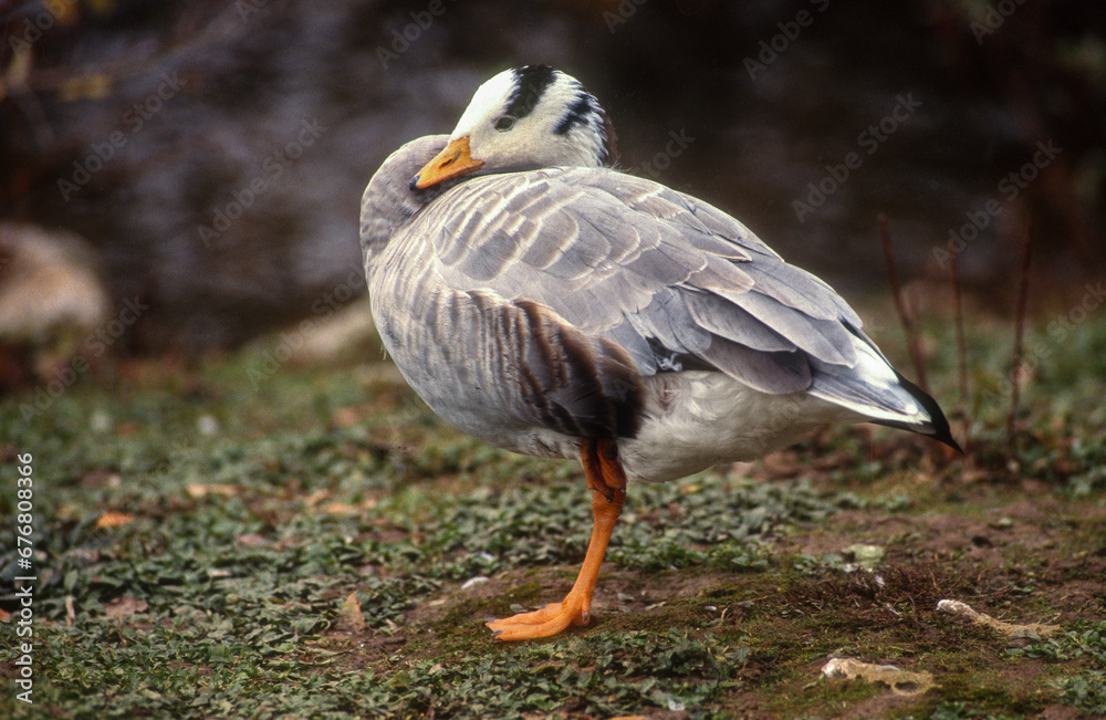 Obraz premium Oie à tête barrée,.Anser indicus, Bar headed Goose