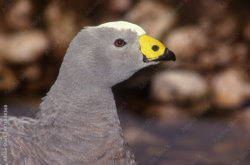 Céréopse cendré,.Cereopsis novaehollandiae, Cape Barren Goose Céréopse cendré,.Cereopsis novaehollandiae, Cape Barren Goose