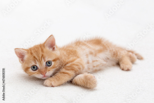 Ginger kitten lying down and looking at the camera