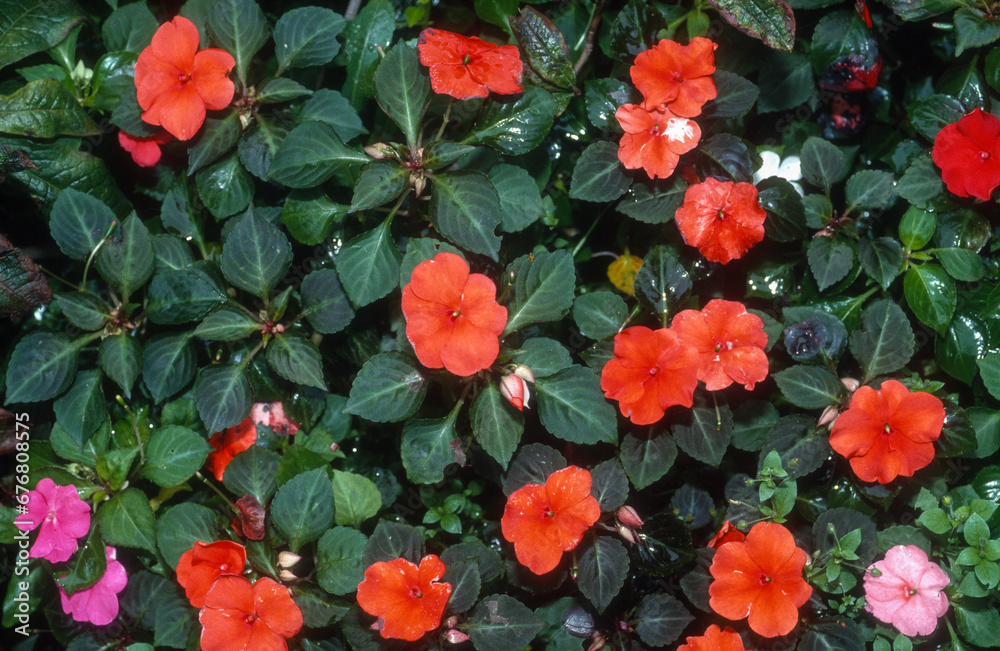 Impatience, impatiens x hybridum Impatience, impatiens x hybridum