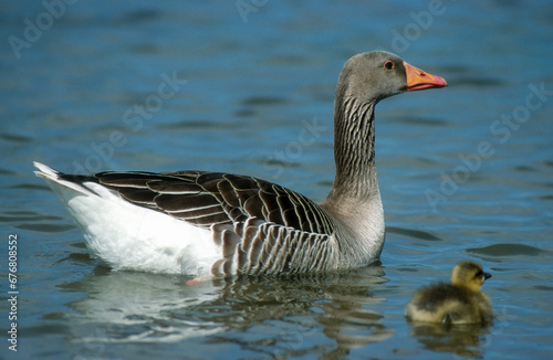 Oie cendr  e  Anser anser  Greylag Goose  jeune  femelle