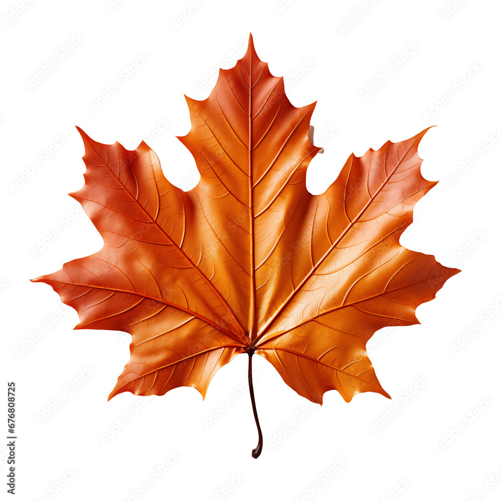 maple leaf isolated on white background maple leaf isolated on white background