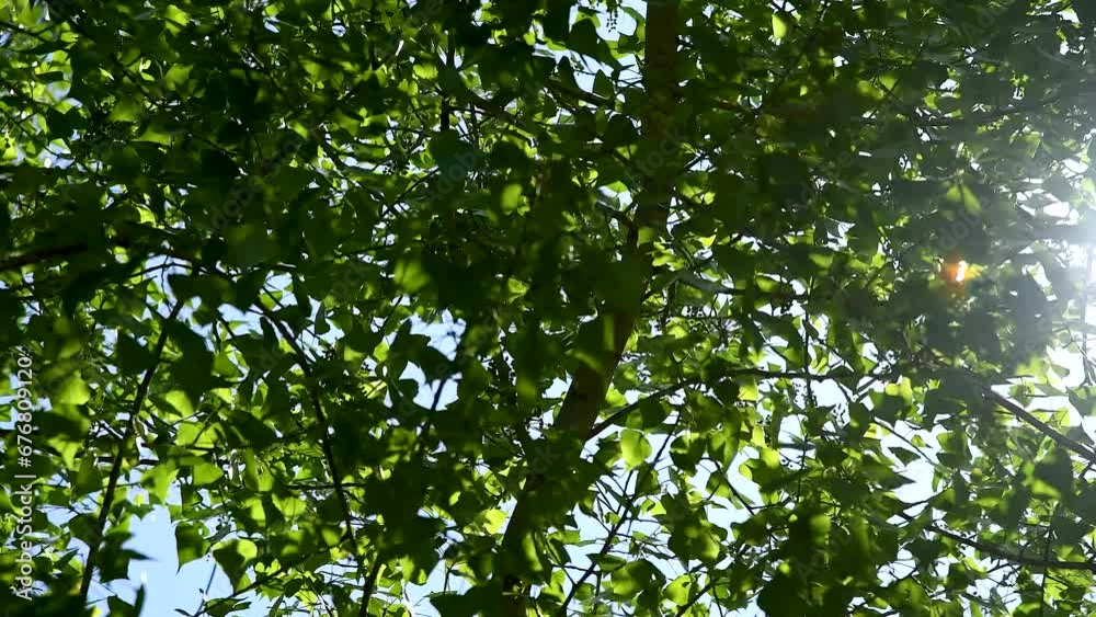 Green leaves close-up in summer.. Green leaves close-up in summer..