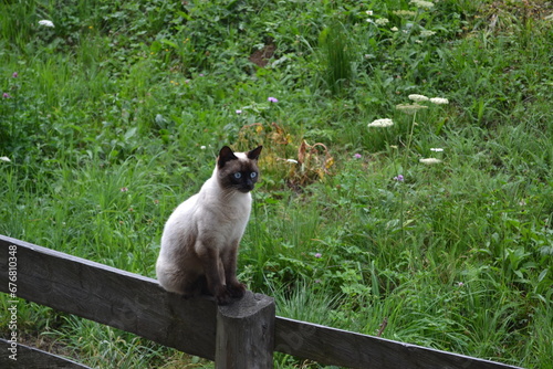 cat on the fence