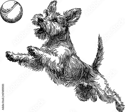 shaggy dog jumps and catches a bal
