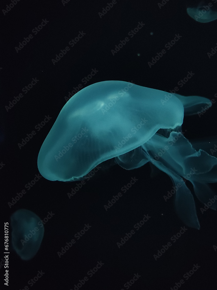Beautiful jelly fish (medusa) floating in dark water with a dark background in blue tones 