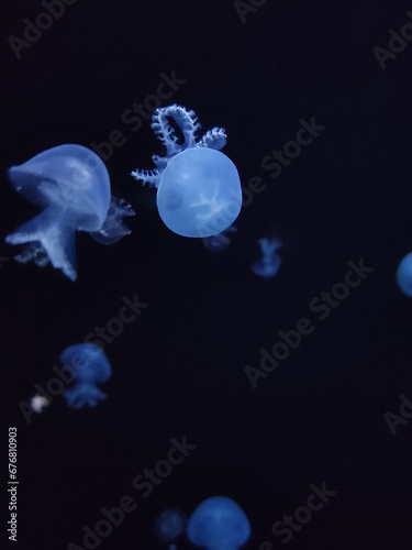 Beautiful jelly fish (medusa) floating in dark water with a dark background in blue tones  © alenagurenchuk
