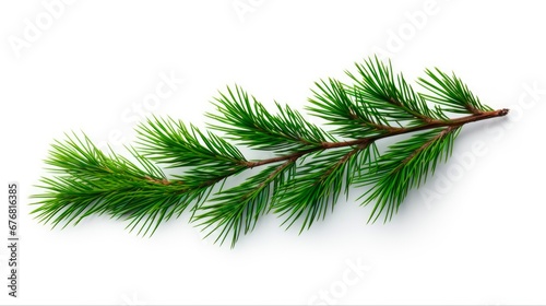 Isolated Pine Branch: Green Christmas Twig in Nature's Evergreen Beauty