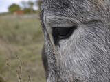 A donkey's look, in profile