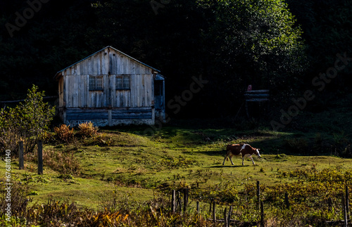 A hut and grazing cow on the plateau