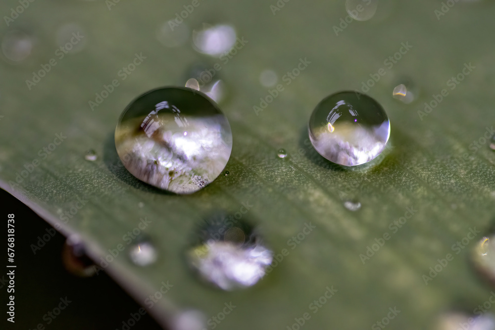 Raindrops on a leaf. Raindrops on a leaf.