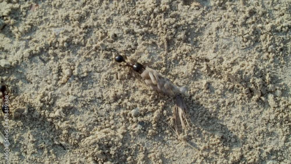 Macro shot of an ant draging a seed across sandy terrain, showcasing the insect's strength and determination Macro shot of an ant draging a seed across sandy terrain, showcasing the insect's strength and determination