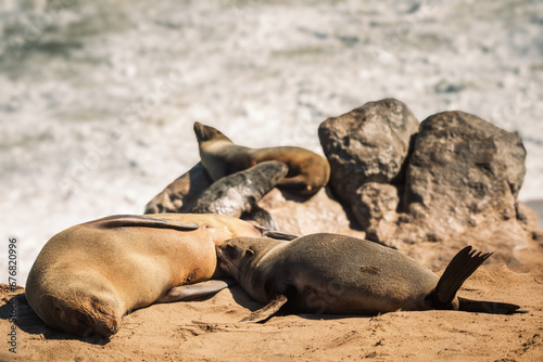 Mother seal breastfeeding her baby at Cape Cross Seal Reserve, Skeleton Coast, Namibia. Home to one of the largest colonies of Cape fur seals (Arctocephalus pusillus) in the world.