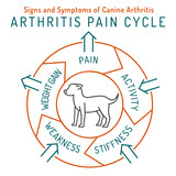 Arthritis, osteoarthritis in dogs. Common disease. Veterinarian infographics.