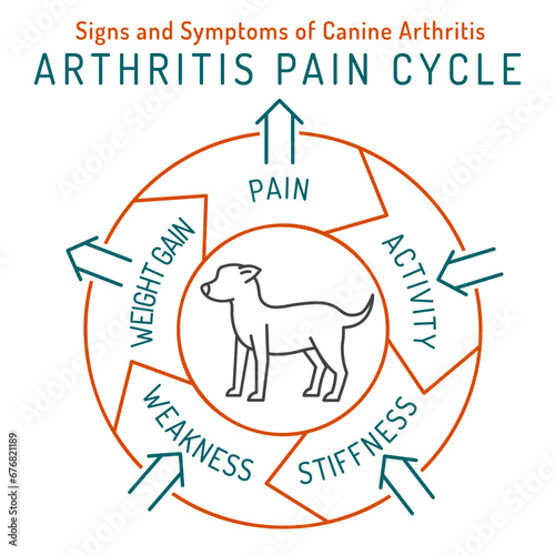 Arthritis, osteoarthritis in dogs. Common disease. Veterinarian infographics.