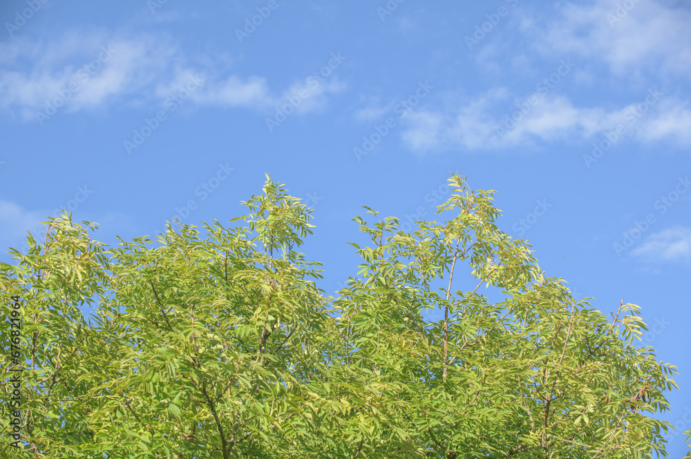 Grün belaubte Zweige der gemeinen Esche Fraxinus excelsior vor blauem Himmel mit Wölkchen Grün belaubte Zweige der gemeinen Esche Fraxinus excelsior vor blauem Himmel mit Wölkchen