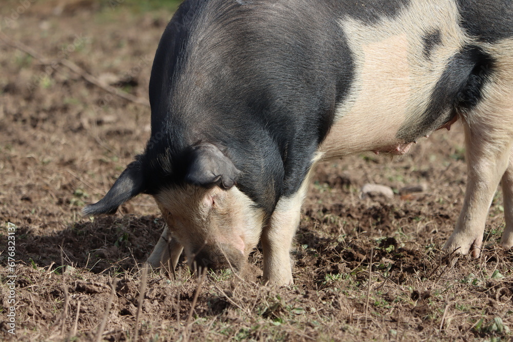 Closeup of a pig grazing in dirt Closeup of a pig grazing in dirt