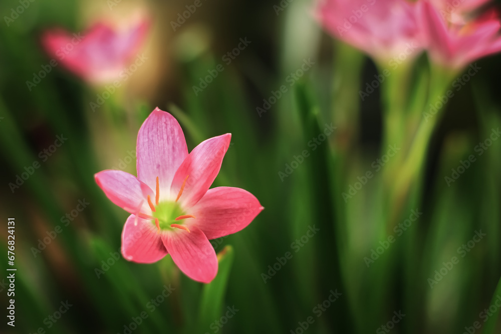 Pink rain lily flower bloom in the garden. Pink rain lily flowerhas beauty petal color. Pink rain lily flower has botsnical name zephyranthes minuta from amaryllidaceae Pink rain lily flower bloom in the garden. Pink rain lily flowerhas beauty petal color. Pink rain lily flower has botsnical name zephyranthes minuta from amaryllidaceae