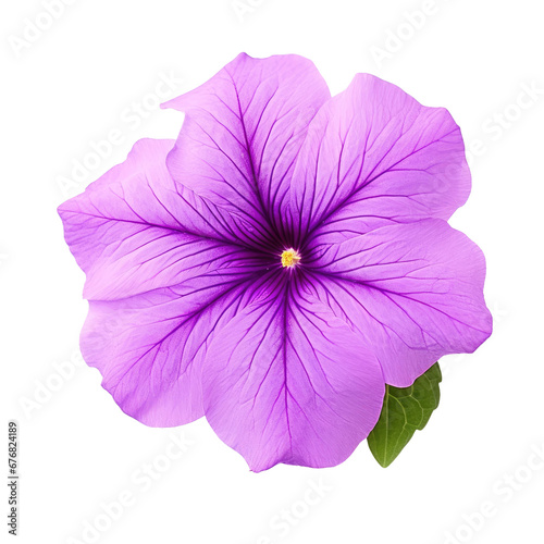 Lilac Petunia Flower, isolated