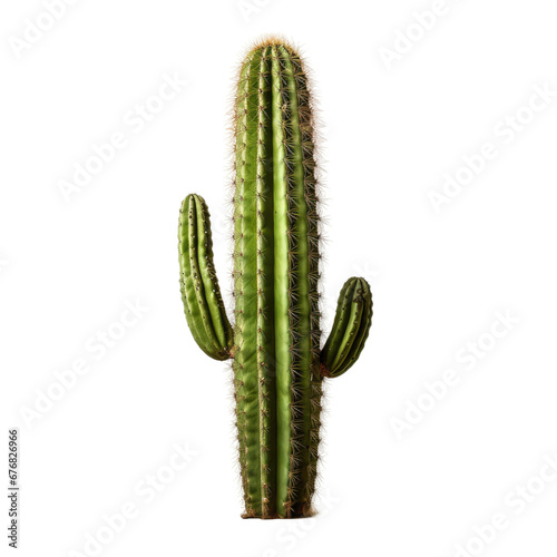 Saguaro Cactus Isolated