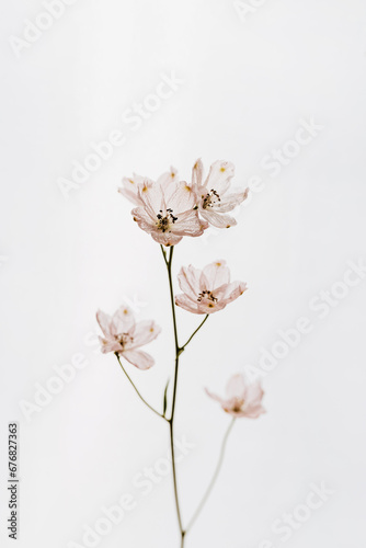 Fototapeta Naklejka Na Ścianę i Meble -  Pastel pink flower on white background