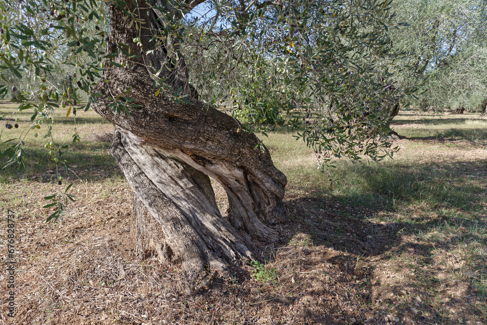Centuries-old olive tree trunk, Puglia, Italy Centuries-old olive tree trunk, Puglia, Italy
