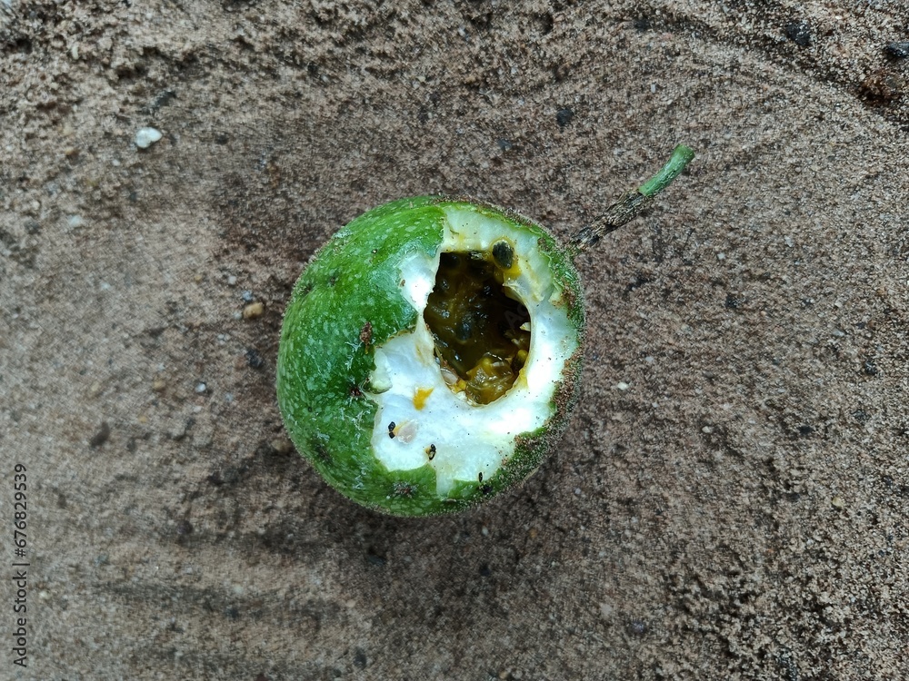 Well Known Edible Passion Fruits Can Be Divided Into Four Main Types well-known-edible-passion-fruits-can-be-divided-into-four-main-types