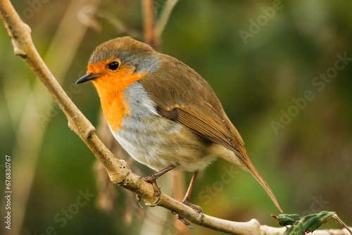 Closeup shot of an orange robin perched on a tree branch