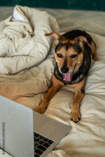 A small dog of no breed in bed works on a laptop