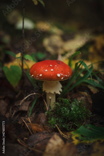Amanita mushroom in the forest on a background of grass