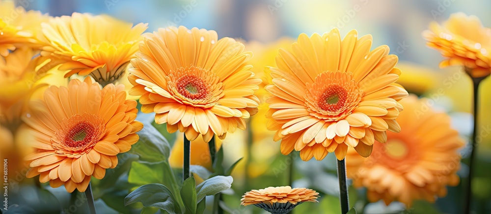 In the background of a vibrant summer garden the blooming gerbera flowers add a burst of color and beauty to the natural splendor of spring their fresh yellow petals resembling the bright h In the background of a vibrant summer garden the blooming gerbera flowers add a burst of color and beauty to the natural splendor of spring their fresh yellow petals resembling the bright h