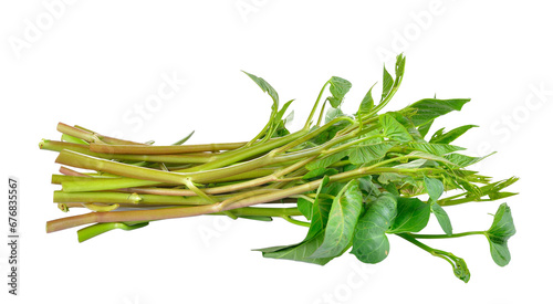 Water spinach , Morning Glory  on   transparent png