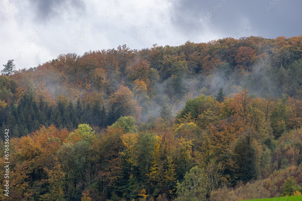 Foggy forest. Dense pine forest in the morning mist on an autumn day in the Sauerland