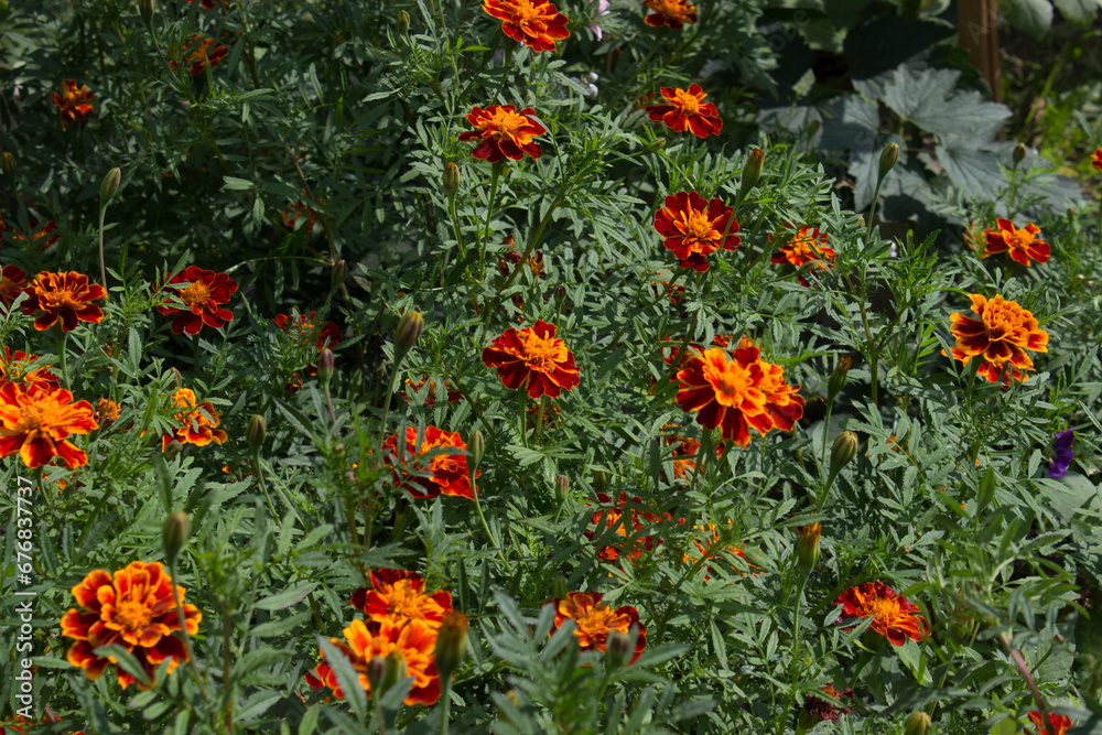 Marigold flowers (Tagétes), Turkish carnation, Imeretian saffron in the garden