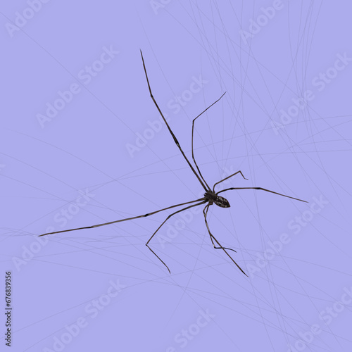 A spider with a purple background