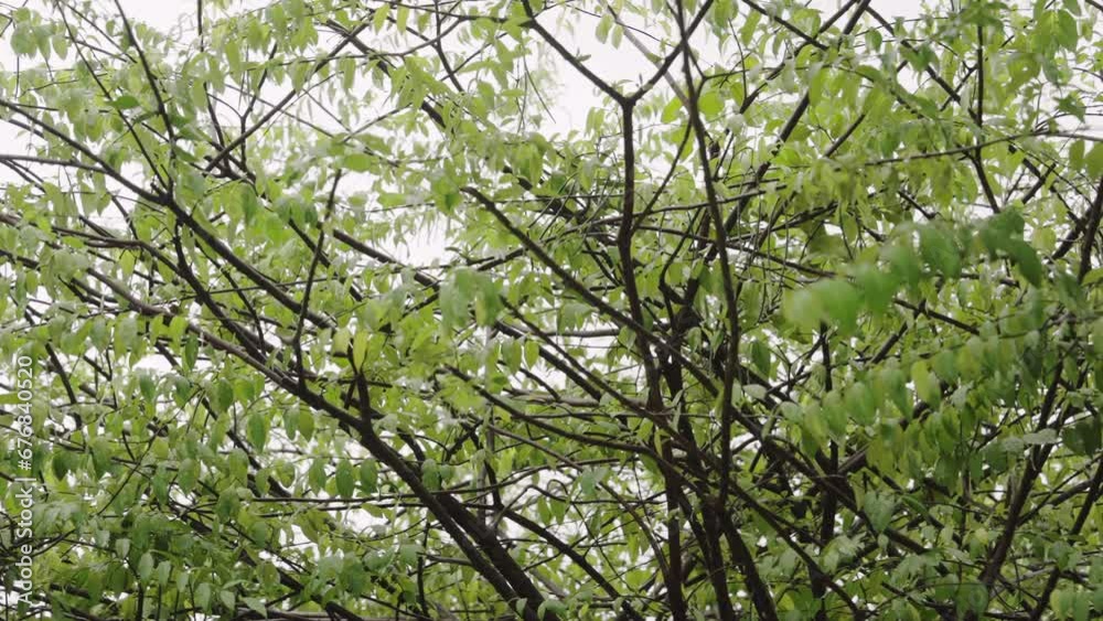 The Beauty Tree Branches of Motion. The Beauty Tree Branches of Motion.