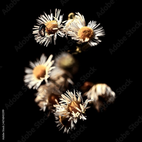 Selective focus shot of beautiful Carlina acaulis flowers against a black background