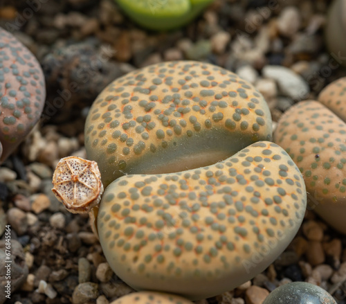 Mesembs (Lithops fulviceps) South African plant from Namibia in the botanical collection photo