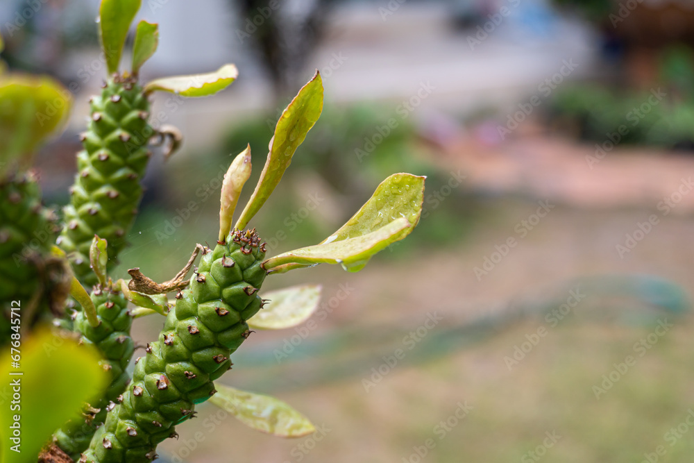 A close up of Monadenium ritchiei (Euphorbia ritchiei) on a blurred green background with copy space, Selective focus. A close up of Monadenium ritchiei (Euphorbia ritchiei) on a blurred green background with copy space, Selective focus.