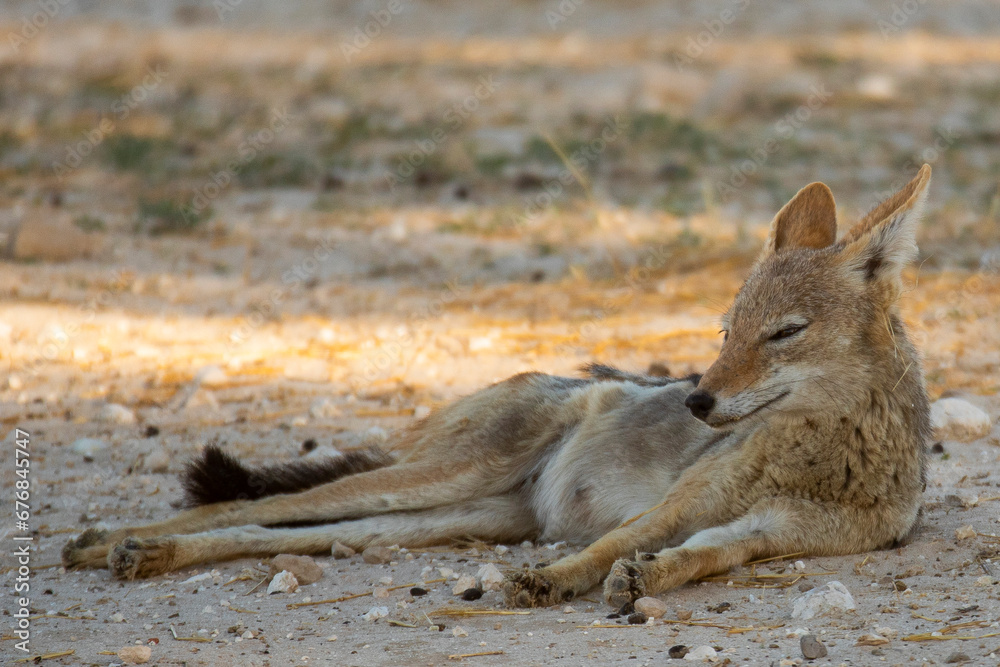 Fototapeta premium Jackal in the Kalahari desert.