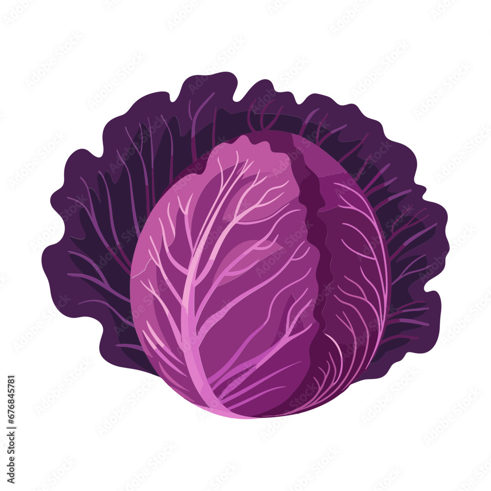 Obraz premium red cabbage isolated vector illustration
