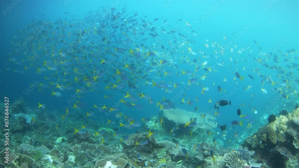 A school of Yellowtail fusiliers swims along the edge of a coral reef drop-off in Raja Ampat, Indonesia. This area is known as the heart of the Coral Triangle due to its high marine biodiversity. A school of Yellowtail fusiliers swims along the edge of a coral reef drop-off in Raja Ampat, Indonesia. This area is known as the heart of the Coral Triangle due to its high marine biodiversity.