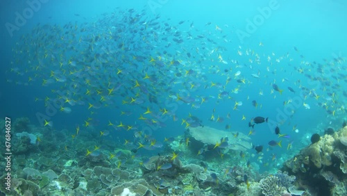 A school of Yellowtail fusiliers swims along the edge of a coral reef drop-off in Raja Ampat, Indonesia. This area is known as the heart of the Coral Triangle due to its high marine biodiversity. photo