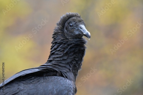 Obraz na plátně Closeup of a black vulture against the blurred background
