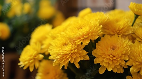 Yellow chrysanthemum flowers in a pot on the table. Mother's day concept with a space for a text. Valentine day concept with a copy space. © John Martin