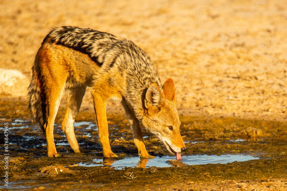 Jackal in the Kalahari desert.