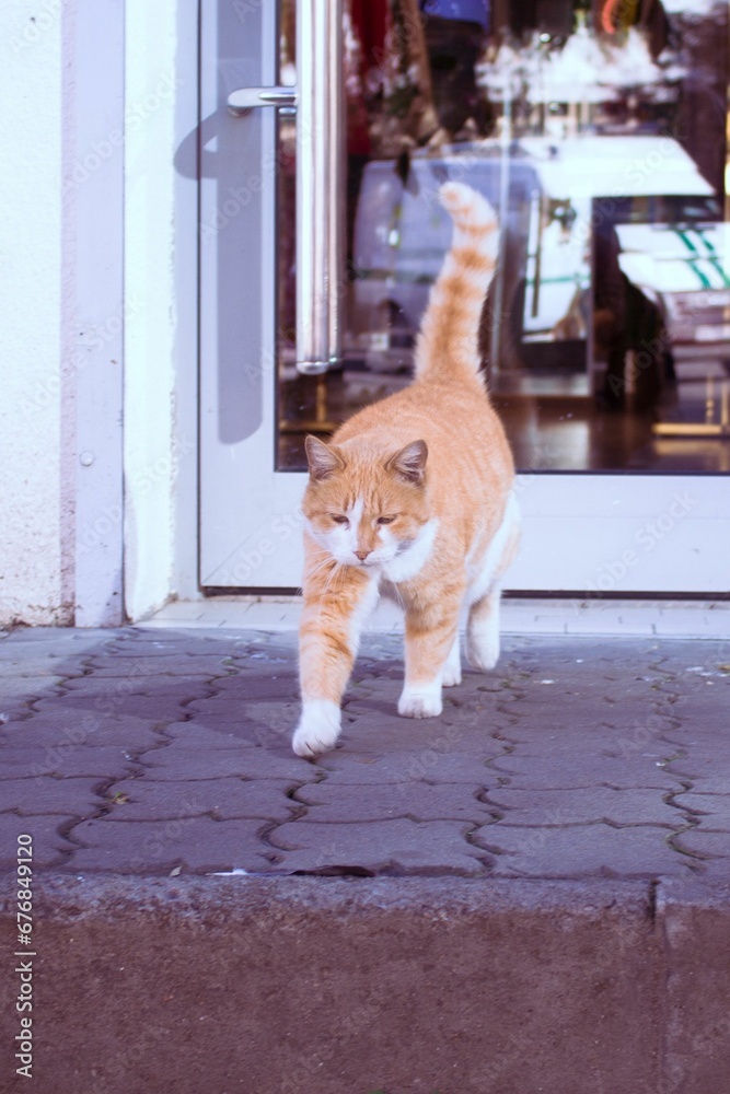 Vertical shot of a white and ginger cat walking on the paved path
