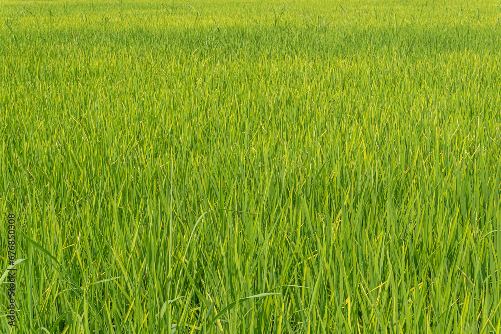 A close up of green yellow rice field, Nature background.